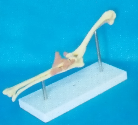 DOG MORBIDITY ELBOW JOINT MODEL WITH PLASTIC STAND